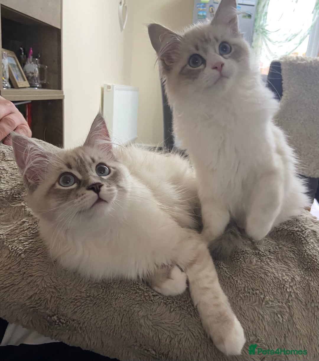 Siberian cats for sale: Siberian Kittens Neva Masquerade White - Image 1