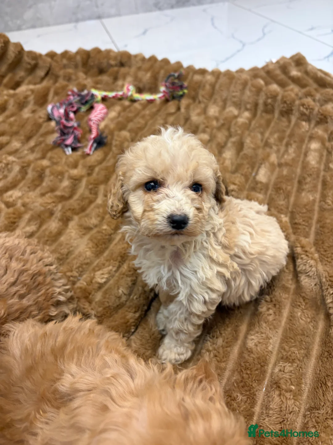 Cockapoo dogs for sale: 🐾STUNNING COCKERPOOS F1 REGISTERED BREEDER🐾 - Advert 10