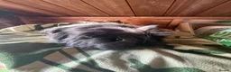 Guinea Pig rodents for sale: Baby guinea pigs. Also young sows  - Advert 3