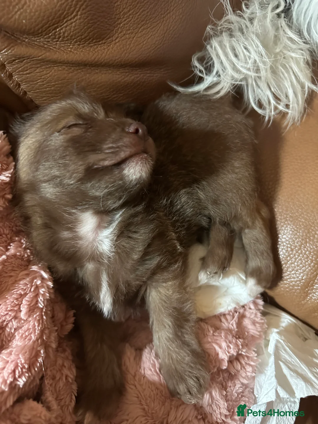 Chihuahua dogs for sale: X2 Gorgeous Chihuahua little ladies - Advert 22