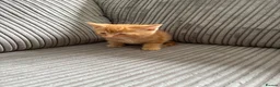 British Shorthair cats for sale: Gorgeous ginger babies in Swaffham - Advert 12
