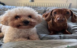 Mixed Breed dogs for sale: Daxie poo puppies - Image 5