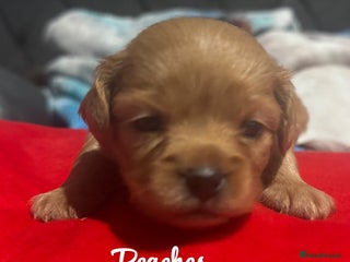 Chipoo dogs - Advert 3