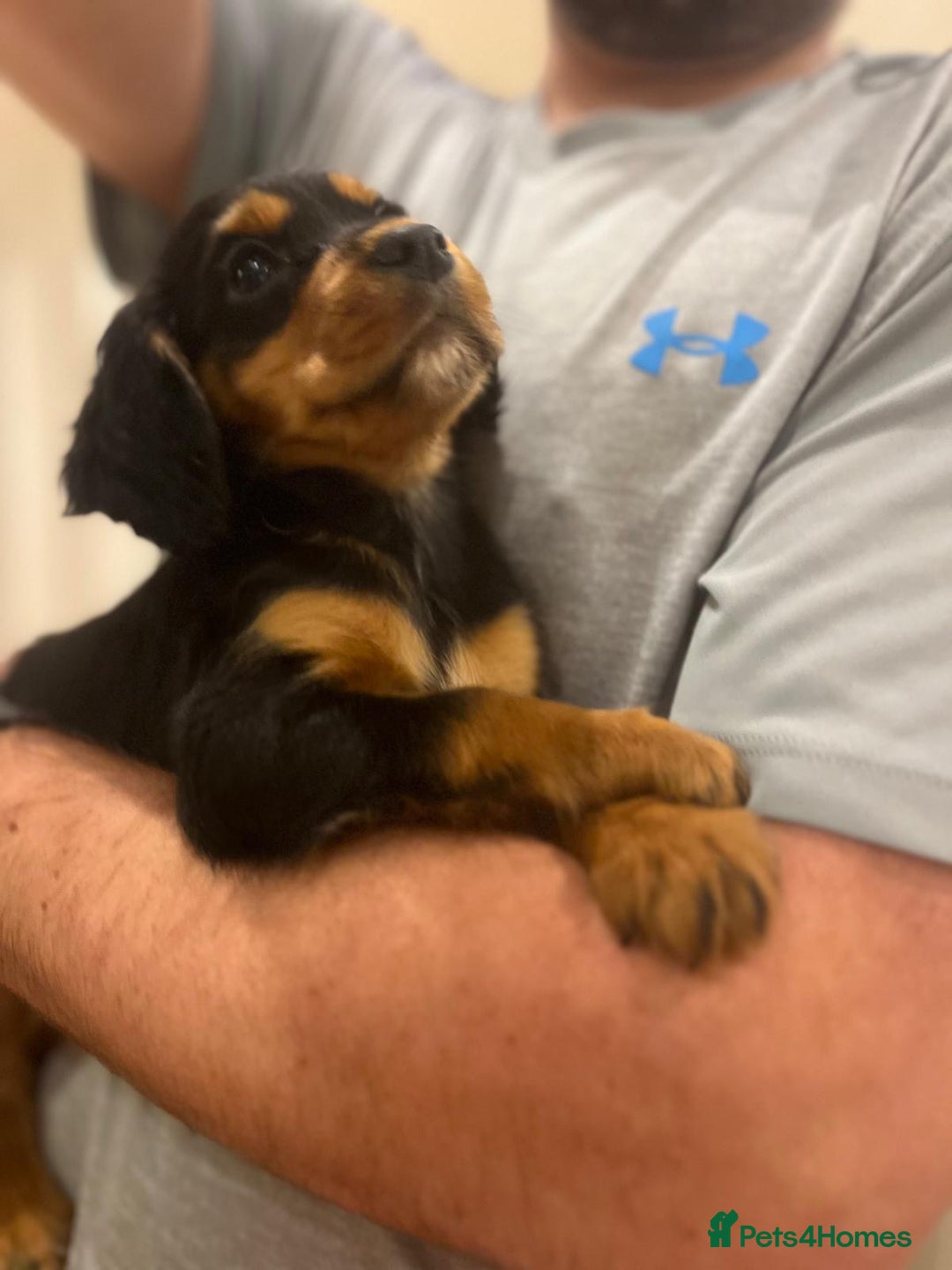 Cocker Spaniel dogs for sale: Champion bred working cocker spaniel - Image 11