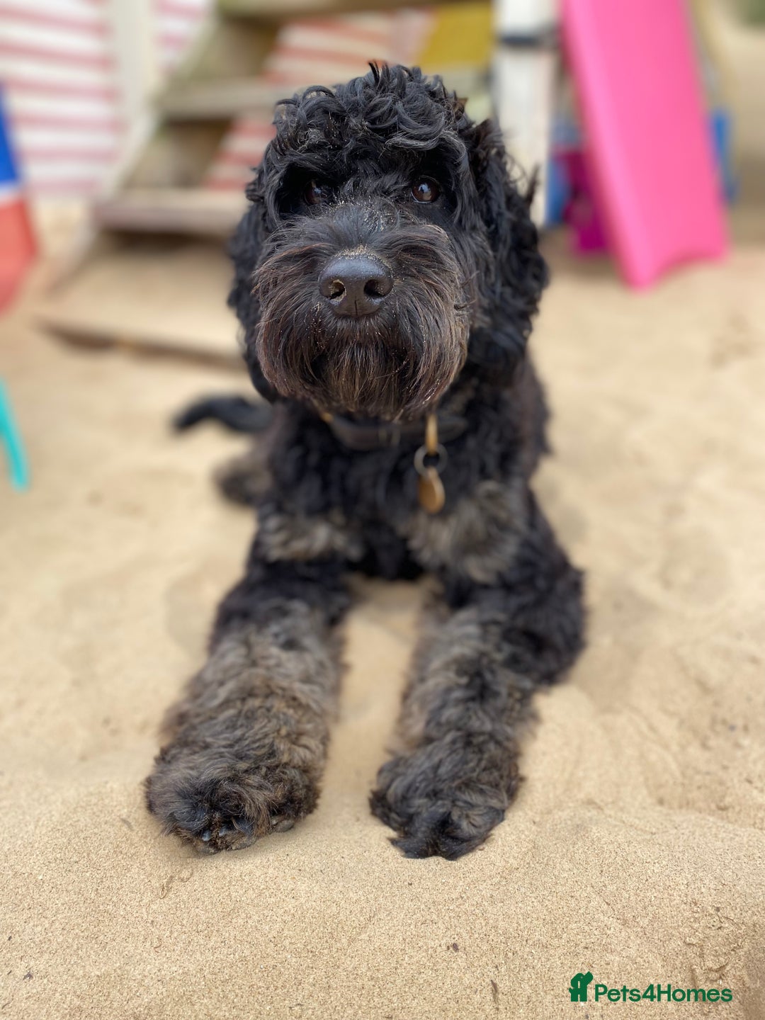 Cockapoo dogs for stud: Proven F1 Cockapoo Stud Available - Advert 2