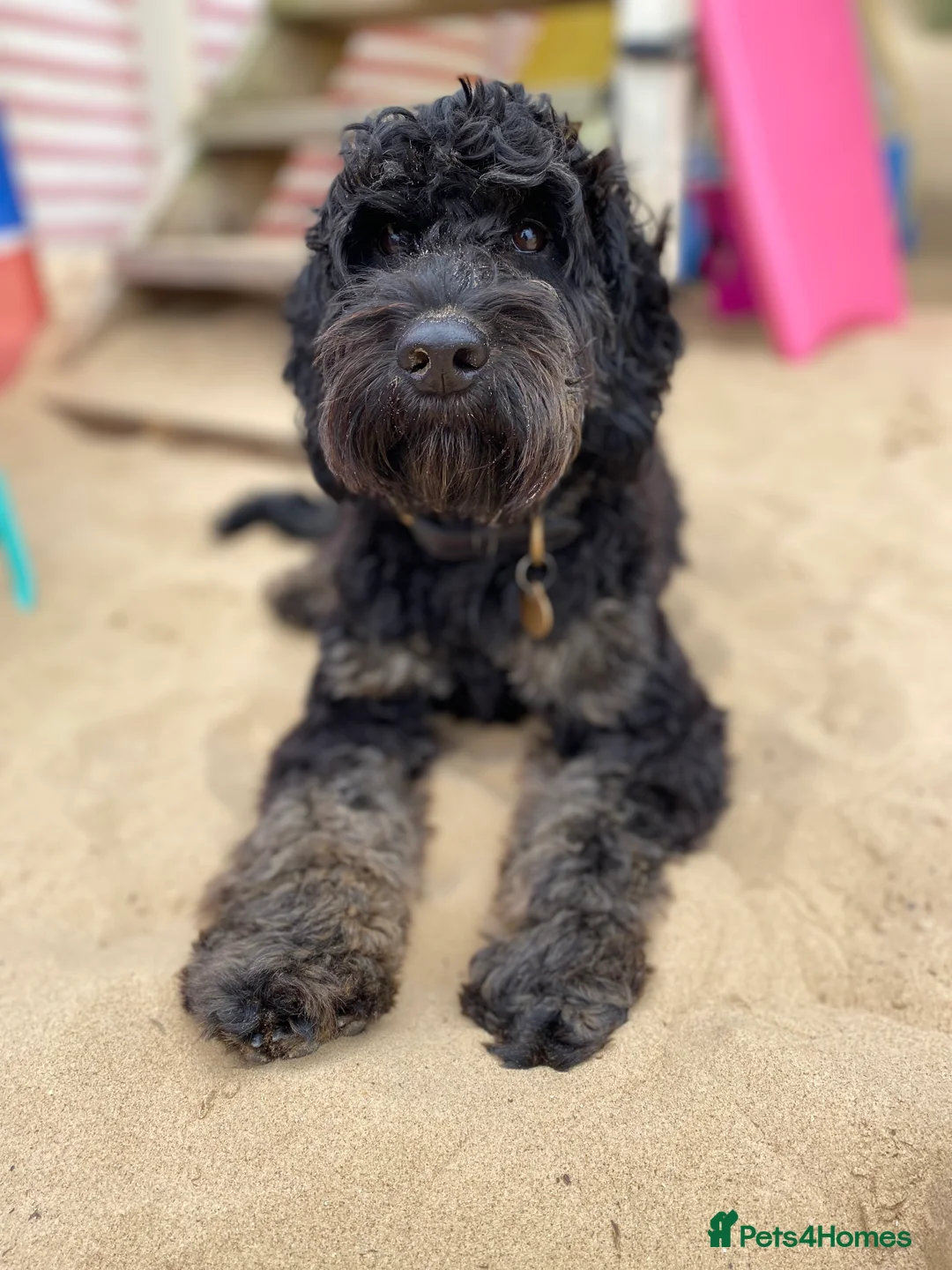 Cockapoo dogs for stud: Proven F1 Cockapoo Stud Available - Advert 2