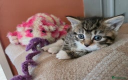 Maine Coon cats for sale: Mainecoon Mix Kittens for Sale  - Image 17