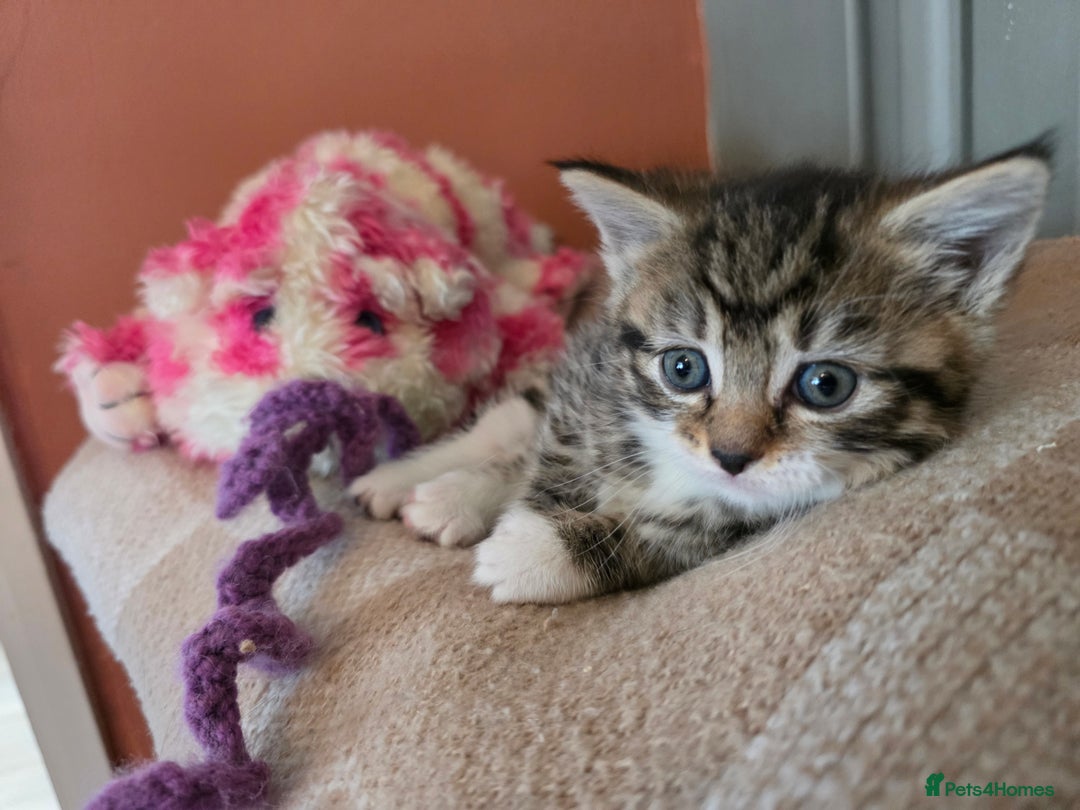 Maine Coon cats for sale: Mainecoon Mix Kittens for Sale  - Image 17