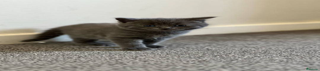 Maine Coon Kitten 6