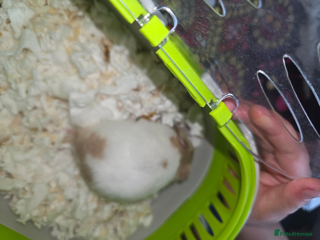 Hamster rodents for sale: Hamster Syrian ( 2 female , 1 male ) - Image 9