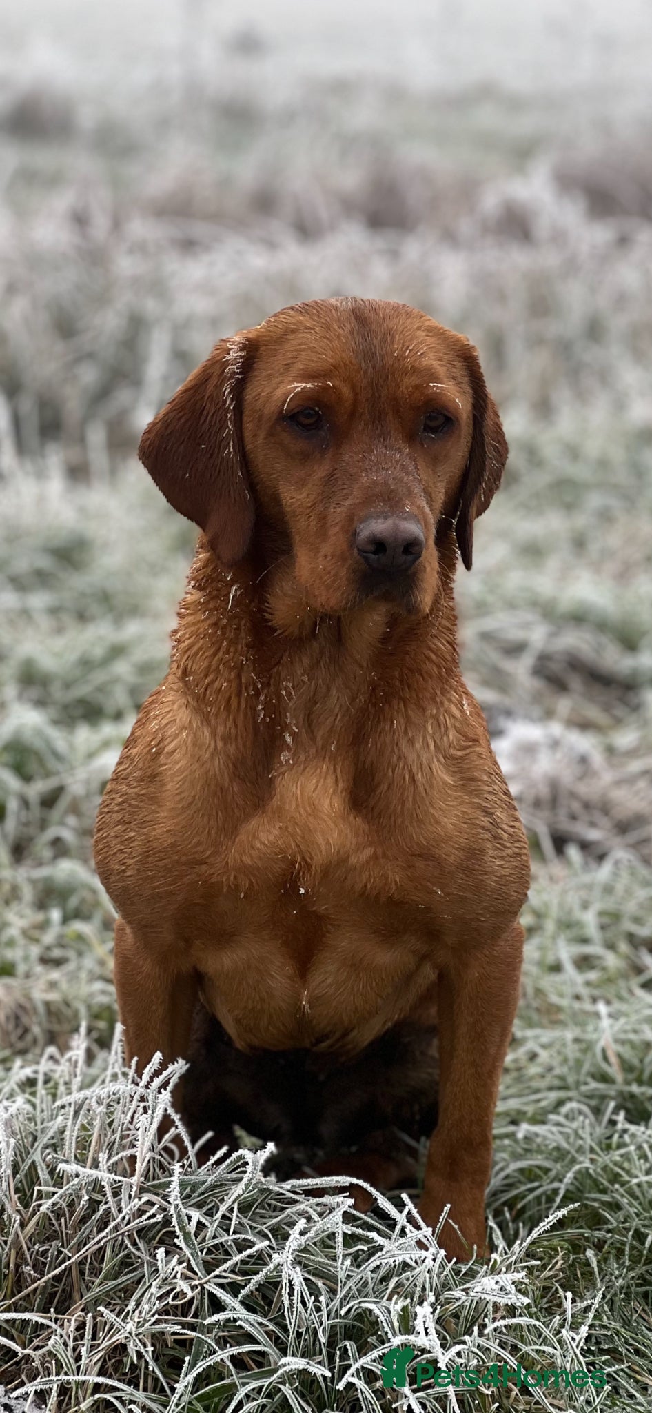 Labrador Retriever dogs Stunning Fox Red Labrador pups for sale - Advert 5