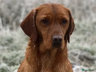 Labrador Retriever dogs Stunning Fox Red Labrador pups for sale - Advert 5