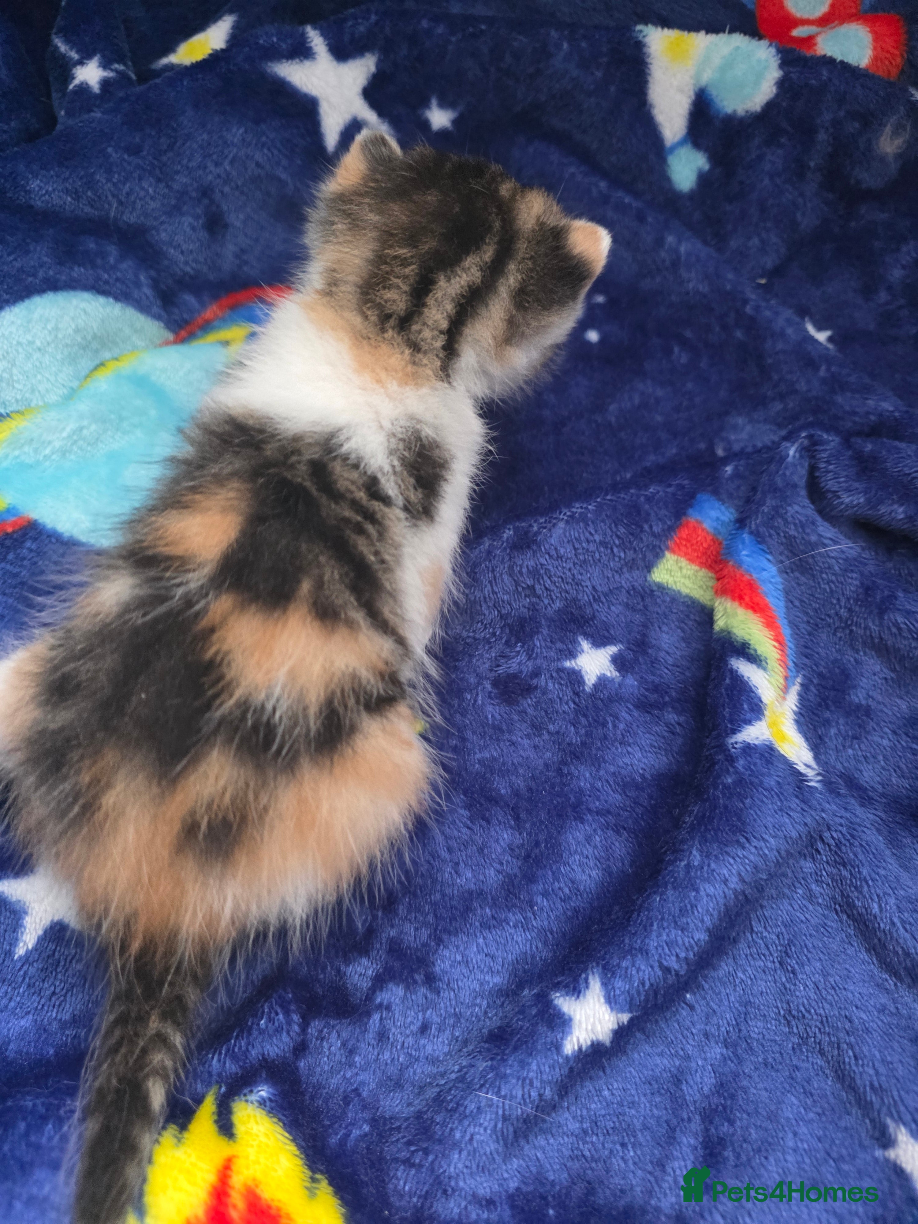 Mixed Breed cats for sale: Mixed bread kittens  - Advert 4