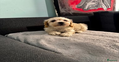 Maltipoo dogs - Advert 1