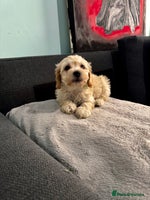 Maltipoo dogs - Advert 1