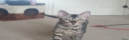 Bengal cats for sale: Well socialised kittens & retired breeding females - Advert 30