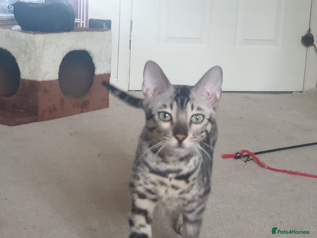 Bengal cats for sale: Well socialised kittens & retired breeding females - Advert 30