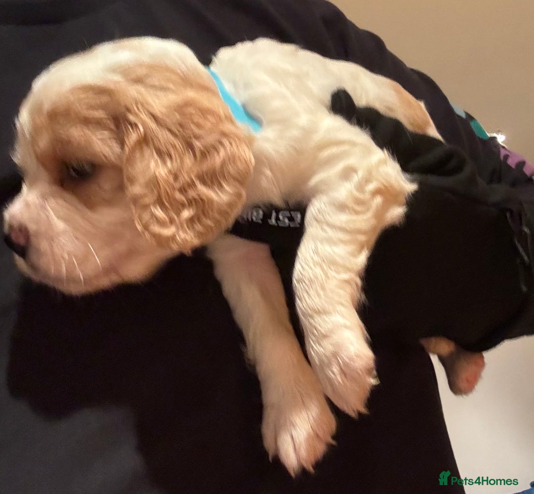 Mixed Breed dogs for sale: Cocker-Jack xCavalier King Charles Spaniel Puppies - Advert 34