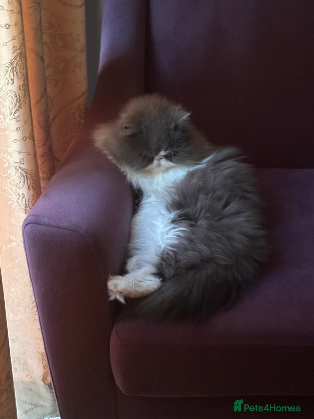 Persian cats for sale: GCCF Active Registered Bicolor Persian - Advert 4