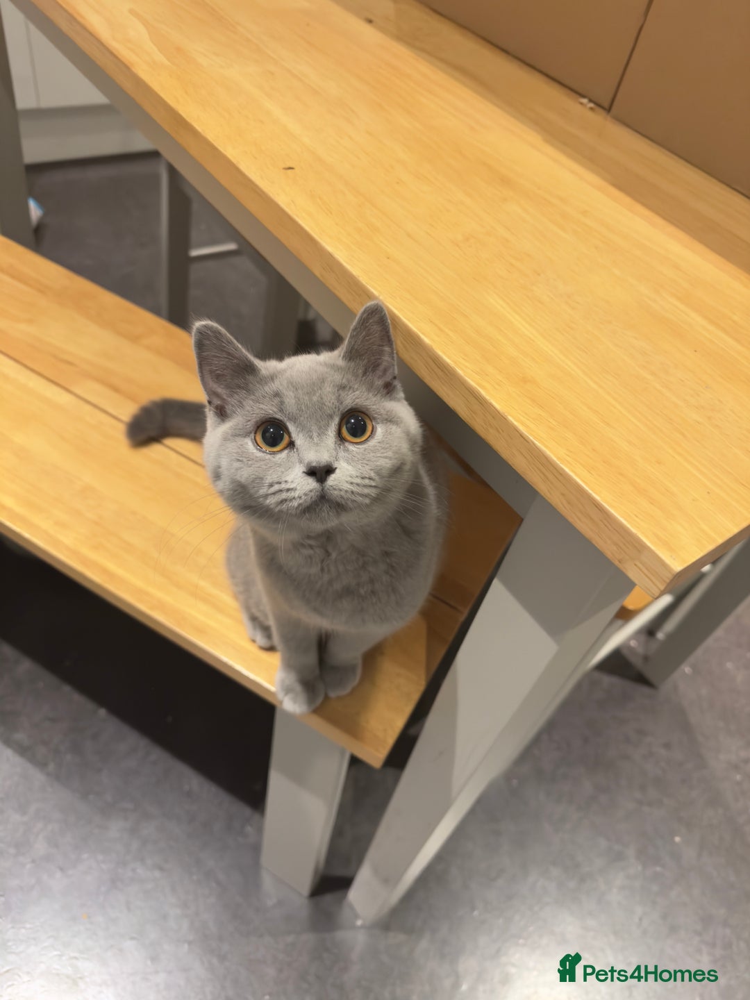 British Shorthair cats for sale: Adorable British Shorthair Kittens Family-Friendly - Advert 15