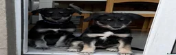 Mixed Breed dogs for sale: Beautiful family raised Husky x Springador Puppies - Advert 3
