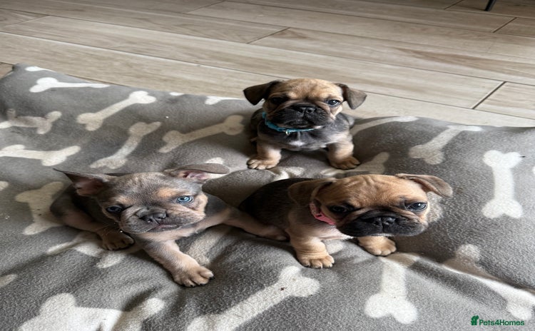 French Bulldog dogs - Advert 4