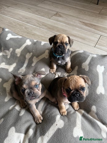 French Bulldog dogs - Advert 2