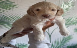 Cavapoo dogs for sale: ✨🌈 Rare Chocolate & Multicoloured Curly Cavapoos - Image 3