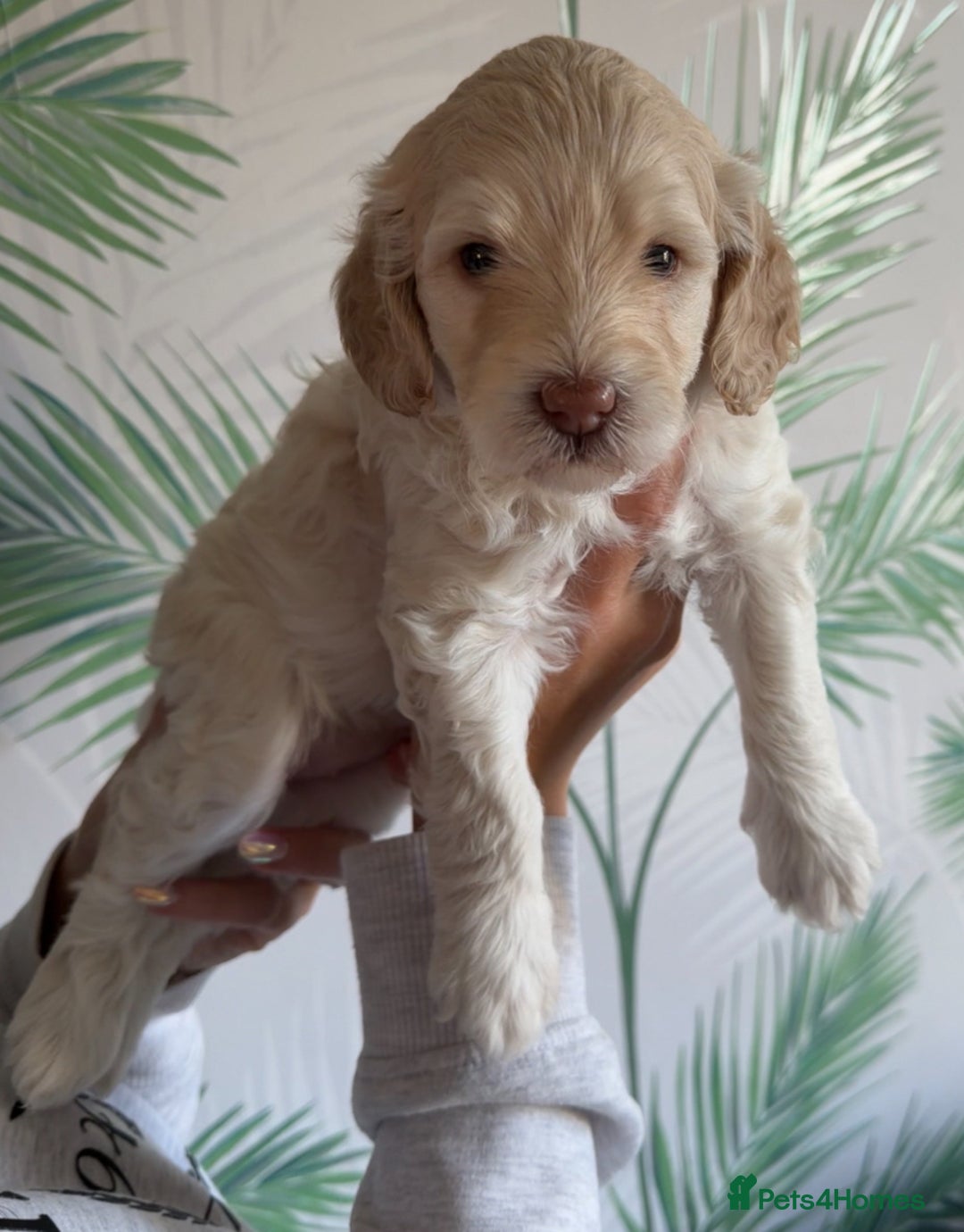 Cavapoo dogs for sale: ✨🌈 Rare Chocolate & Multicoloured Curly Cavapoos - Image 3