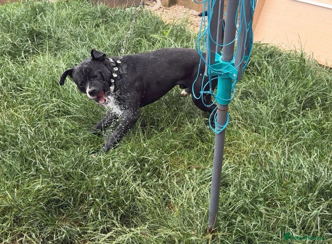 Mixed Breed dogs for sale: Cane cross looking for loving home  - Advert 5