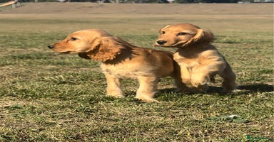 Cocker Spaniel dogs - Advert 2