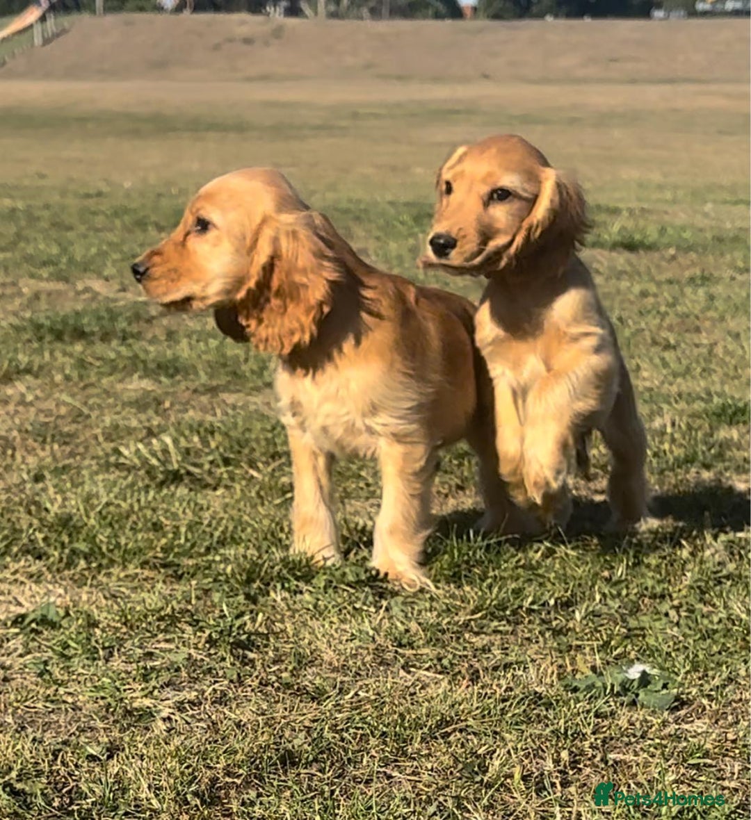 Cocker Spaniel dogs for sale: Cocker spaniel puppies for sale  - Image 2