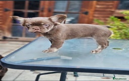 French Bulldog dogs for sale: Full fluffy chocolate rojo & Isabella (Girl) - Image 2