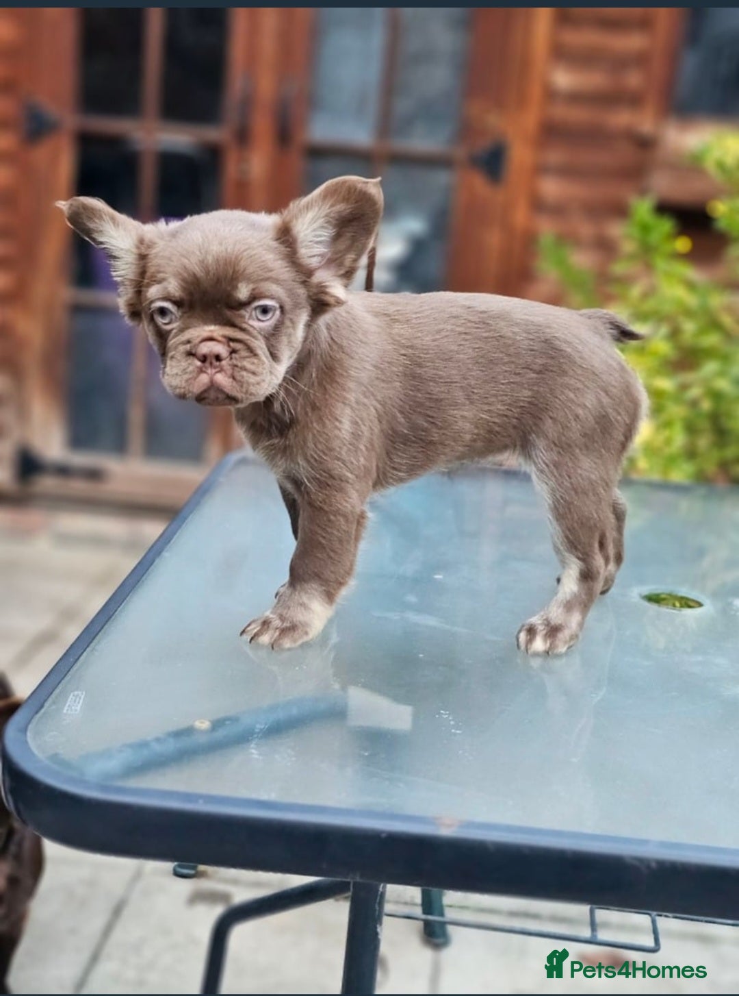 French Bulldog dogs for sale: Full fluffy chocolate rojo & Isabella (Girl) - Image 2