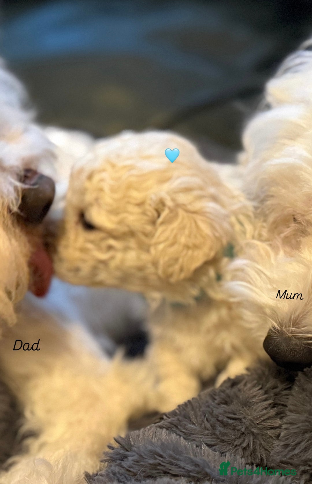 Bichon Frise dogs for sale: Bichon Frise Puppies  - Advert 10