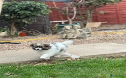 Pomeranian dogs for sale: Pomeranian puppies 🐶  - Image 6