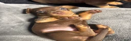 Miniature Dachshund dogs for sale: REDUCED KC REG Short Hair Miniature Dachshund Pups - Advert 21