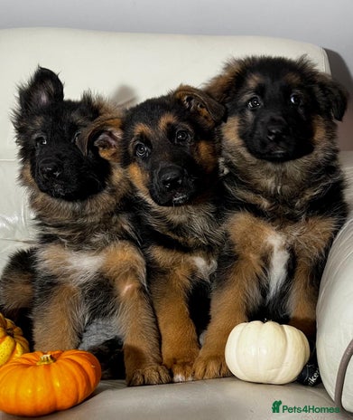 German Shepherd dogs - Advert 7