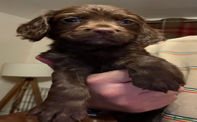 Cocker Spaniel dogs - Advert 3