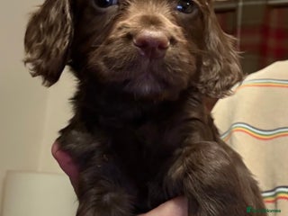 Cocker Spaniel dogs for sale - Advert 1