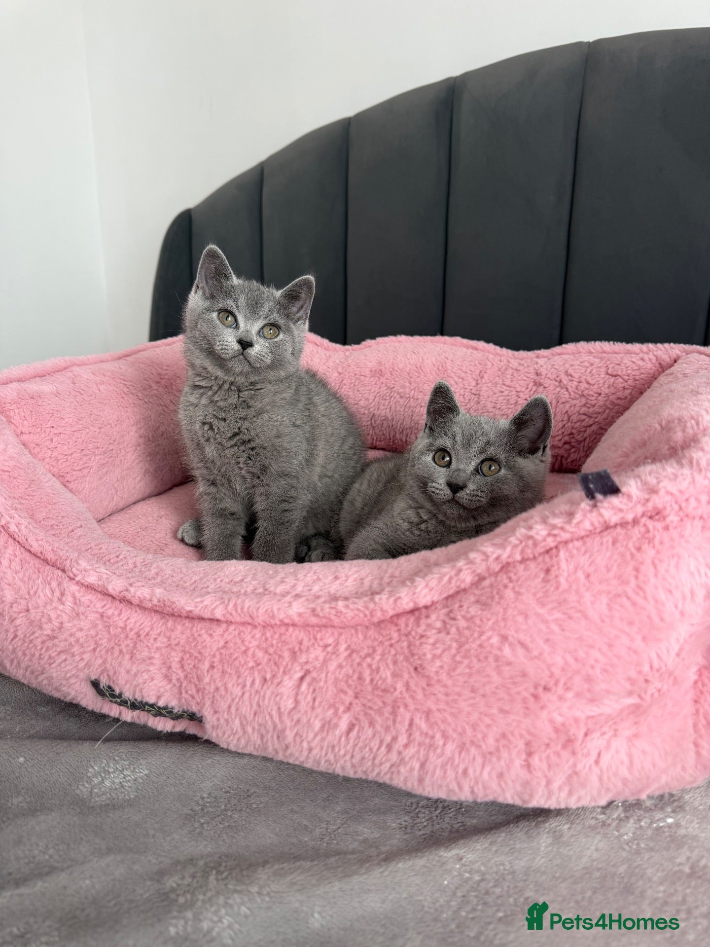 British Shorthair cats British shorthair kittens - Advert 1