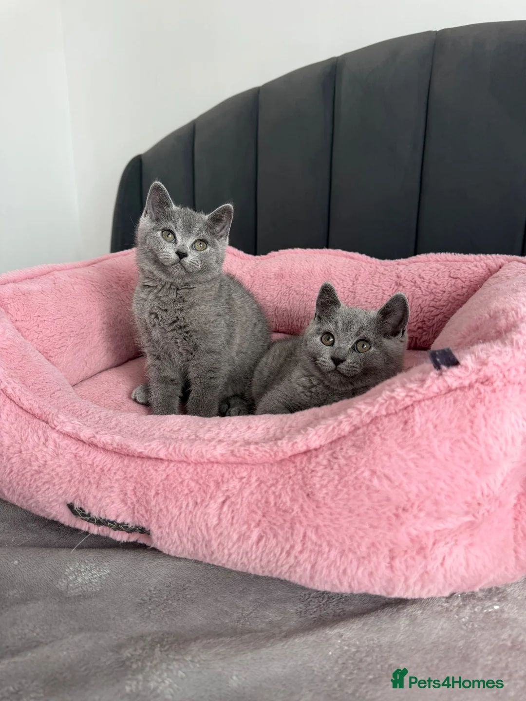 British Shorthair cats for sale: British shorthair kittens - Advert 1