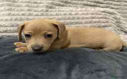 Mixed Breed dogs for sale: Dauchaund x jackrussle puppies  - Image 10