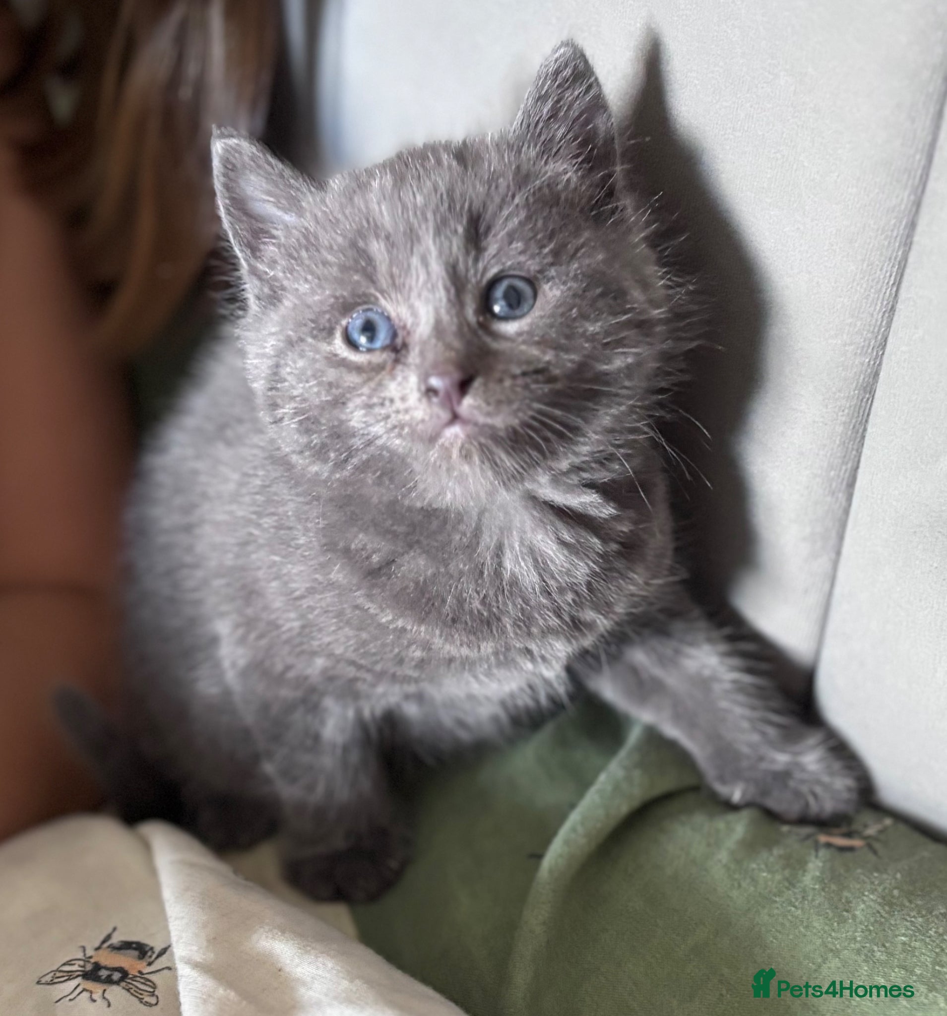 Domestic Shorthair cats Beautiful grey kittens  - Advert 2