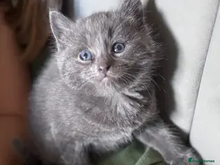 Domestic Shorthair cats Beautiful grey kittens - Advert 2