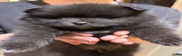 Pomeranian dogs for sale: Beautiful black pomeranian puppies - Advert 6