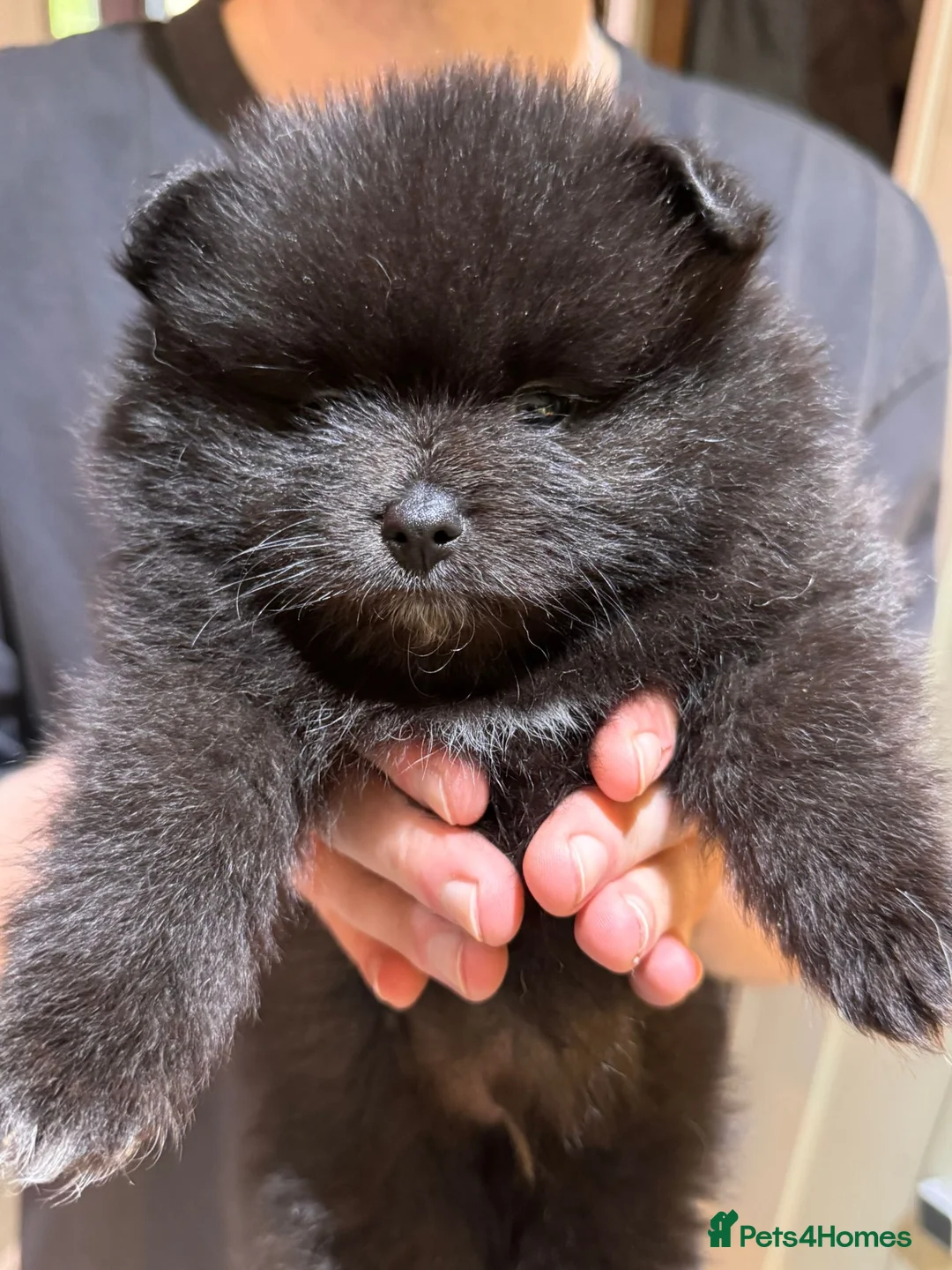 Pomeranian dogs for sale: Beautiful black pomeranian puppies - Advert 6