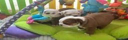 English Bulldog dogs for sale: Double CRUFTS winners bred bulldog puppies  - Advert 28