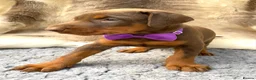 Dobermann dogs for sale: KC REG HEALTH TESTED EUROPEAN DOBERMAN PUPPIES - Advert 2