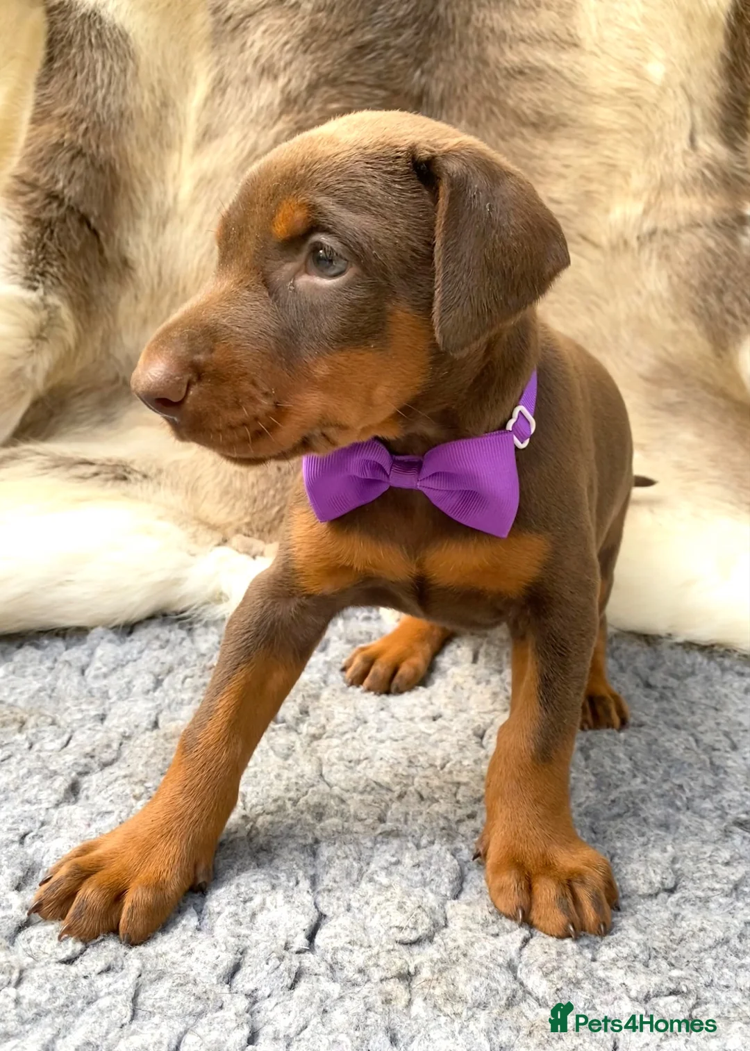 Dobermann dogs for sale: KC REG HEALTH TESTED EUROPEAN DOBERMAN PUPPIES - Advert 2